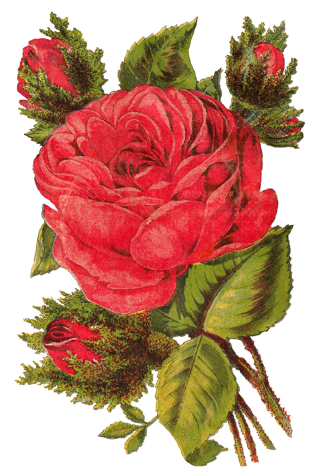 digital-red-rose-clipart-artwork-flower-download